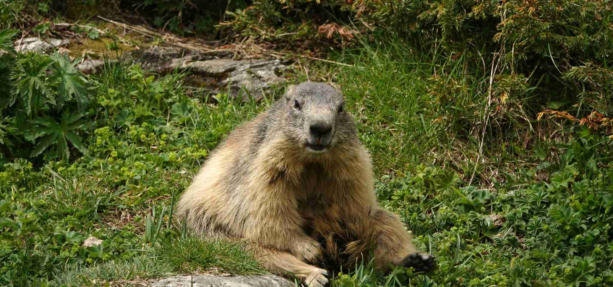 Alpine Marmot in Western Europe