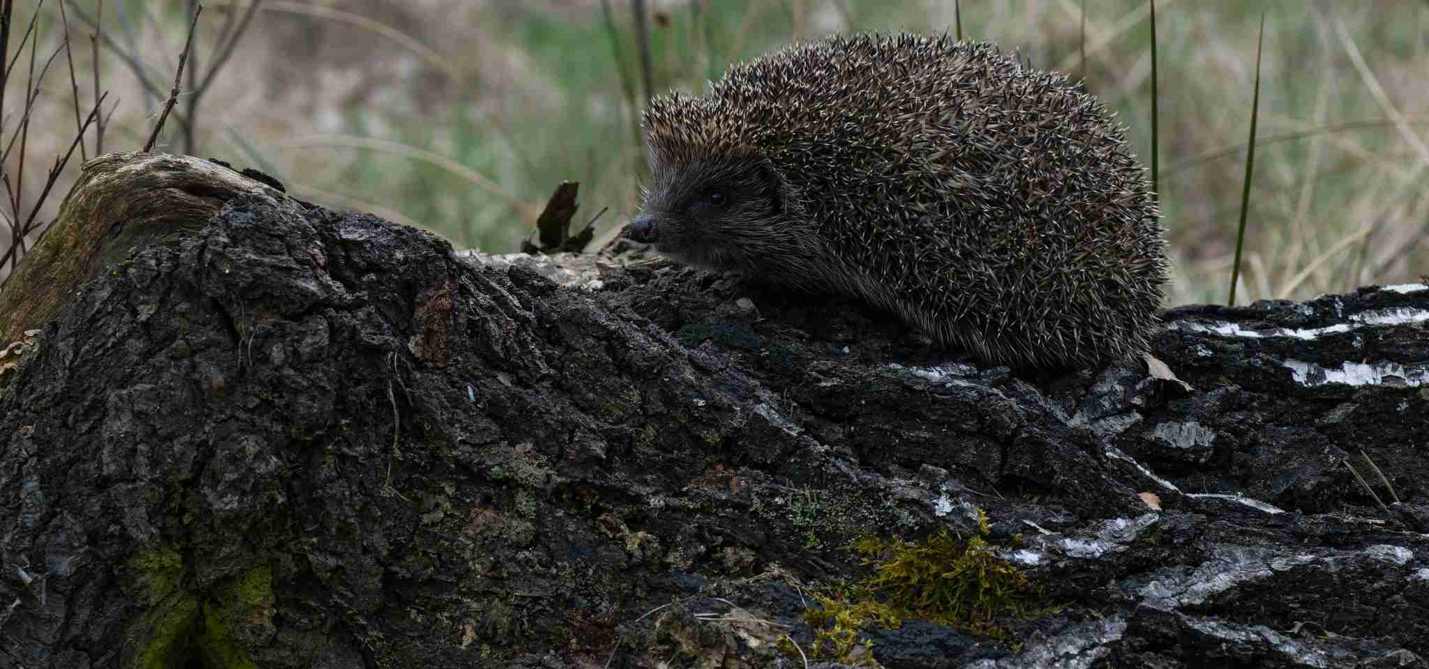 West-Europese egel in West-Europa