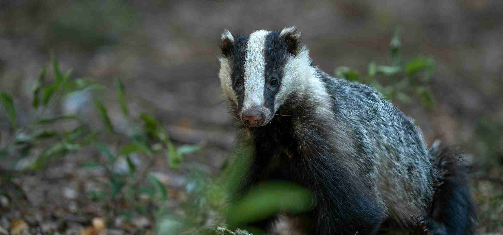 European Badger in Western Europe